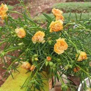 combo 100 cành giống hoa Mười Giờ (10h) Thái kép mix đủ 10 màu (khoảng nửa ký)