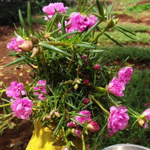 1kg Cành giống hoa Mười Giờ (10h) Thái kép mix đủ 10 màu