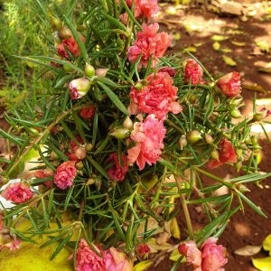 1kg Cành giống hoa Mười Giờ (10h) Thái kép mix đủ 10 màu