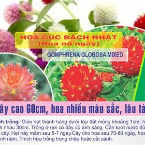 Gói 100 Hạt giống Hoa Cúc Bách Nhật -Hoa nở ngày - NanuSeeds
