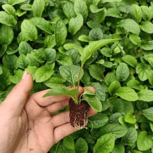 [Cây giống cấy mô] Combo 10 cây giống Hoa Đồng Tiền thân cao đủ màu