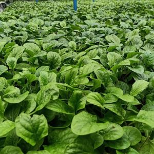 [Cây giống cấy mô] Combo 10 cây giống Hoa Đồng Tiền thân cao đủ màu