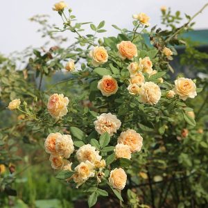 [Cây giống Hoa] hồng LEO Crown Princess Margareta (hồng leo CPM) size chậu C9 - CayGiongTot
