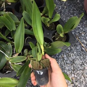 [Cây giống] Lan Cattleya TEM chuẩn màu Vàng nhập Thái - Giao cây như hình 2 - Blc Tainan Gold