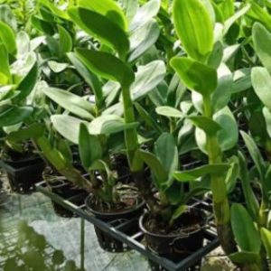 Dendro Nắng Hoàng Long - Cây tơ sắp hoa