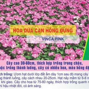 Gói 100 hạt giống hoa dừa cạn hồng đứng - Nanuseeds