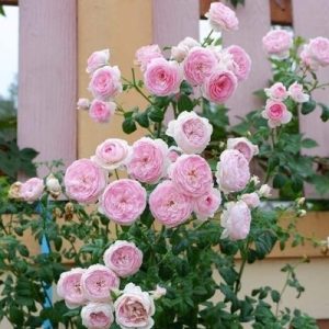 [Cây giống hoa] hồng LEO Mon Couer  - giống hồng ngoại siêng hoa, bông chùm, dễ chăm size chậu C9 - CayGiongTot