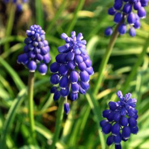Củ giống Nho lục bình (Hoa chuông xanh) (Muscari)