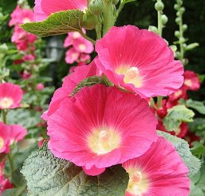 Gói 50 hạt giống hoa mãn đình hồng đơn nhiều màu