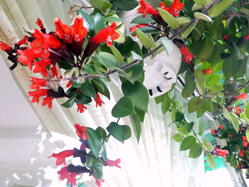 13b-1 Chậu cây giống hoa lan son môi đỏ kèm chậu treo như hình - Lipstick Plant - Aeschynanthus lobbiana