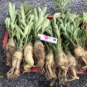 Sứ kim tự tháp 1 năm tuổi