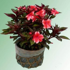 Chậu cây Mai dạ thảo cam lá đỏ