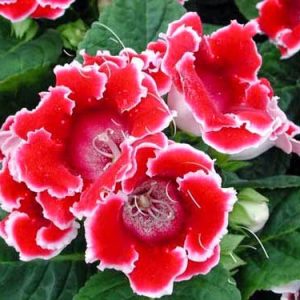 Chậu cây hoa Tử La Lan - Hoa Chuông Tình Yêu - giao cây đang hoa hoặc đang nụ kèm chậu nhựa