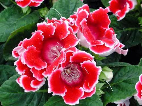 1402450091-hoa-tu-la-lan-hoa-chuong-tinh-yeu Chậu cây hoa Tử La Lan - Hoa Chuông Tình Yêu - giao cây đang hoa hoặc đang nụ kèm chậu nhựa