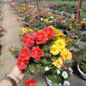 Chậu cây hoa mười giờ Mỹ (10h Mỹ) - Giao chậu mix màu cho hoa to đẹp