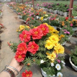 Chậu cây hoa mười giờ Mỹ (10h Mỹ) - Giao chậu mix màu cho hoa to đẹp