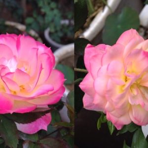 [Cây giống hoa] hoa hồng đổi màu bầu nhỏ - CayGiongTot