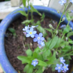 Gói 0.2GR hạt giống hoa Lưu Ly Nhiều Màu