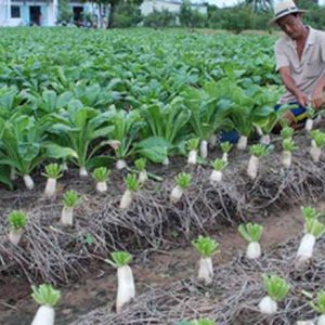 Gói 20GR hạt giống Củ Cải Trắng Bạch Tuyết