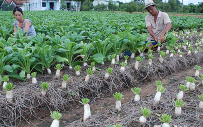 Gói 20GR hạt giống Củ Cải Trắng Bạch Tuyết