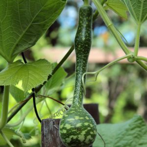 Gói 5 HẠT hạt giống Bầu Thiên Nga