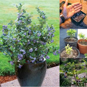 Cây Việt Quất tứ quý (Blueberry) trưởng thành, ra trái 4 mùa quanh năm - giống siêu trái, cao 40-60cm