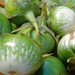 Gói 0.5GR hạt giống Cà Dĩa Cao Sản