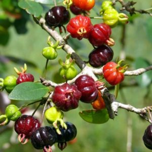 Cây giống Cherry Surinam - Giống Cherry Khía 8 múi ngoại nhập hay còn gọi Anh Đào Đen xuất xứ Brazil