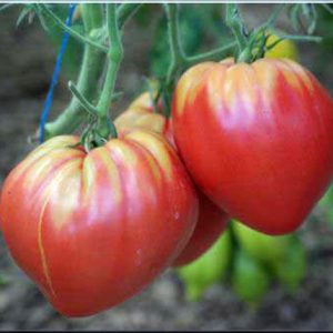 Gói 0.5GR hạt giống Cà Chua Trái Tim Đỏ