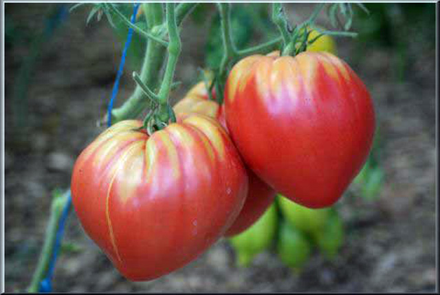 148951274345639-ca-chua-trai-tim-doc-la-hai-ra-tien-o-ha-noi-11 Gói 0.5GR hạt giống Cà Chua Trái Tim Đỏ