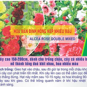 Hạt Giống Hoa Mãn Đình Hồng Kép Nhiều Màu - Gói 50 Hạt