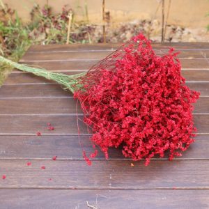 Gói 0.5GR hạt giống hoa Baby Đỏ