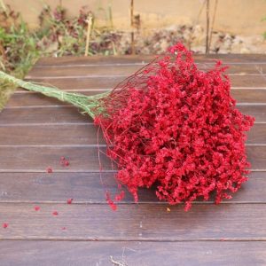 Gói 0.5GR hạt giống hoa Baby Đỏ