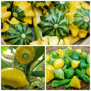 Gói 1GR hạt giống Bí Đĩa Bay Nhiều màu