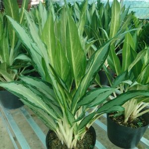 [Cây phong thủy] Cây giữ tiền - CayGiongTot