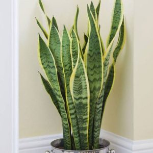 [Cây phong thủy] Lưỡi hổ cao (3 thân) - CayGiongTot