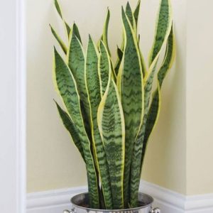 [Cây phong thủy] Lưỡi hổ cao (3 thân) - CayGiongTot