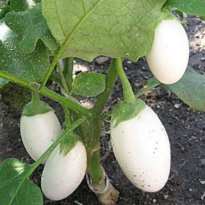 Gói 0.2GR hạt giống Cà Trứng Ngỗng