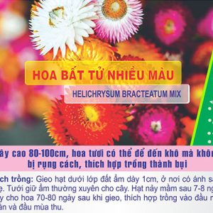 Gói 100 Hạt Giống Hoa Bất Tử Nhiều Màu- Nanuseeds