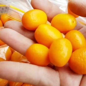 Cây giống Tắc thái trái dài (kim quất, quất thái, tắc mỹ, tắc vỏ ngọt) đang có trái - cây nhỏ