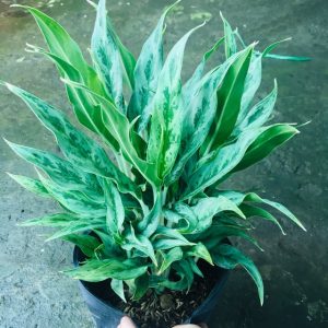 [Cây phong thủy] Cây giữ tiền - CayGiongTot