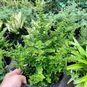 Cây giống Cây hàm hương - CayGiongTot