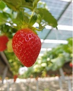 Combo 10 cây giống Dâu Tây Nhật Sachinoka cấy mô - giống chịu nhiệt trái siêu ngọt, giòn