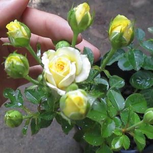 Combo 5 cây hoa hồng tezza siêu bông(giâm cành, rễ bầu cây khỏe)- mua 5 tặng 1