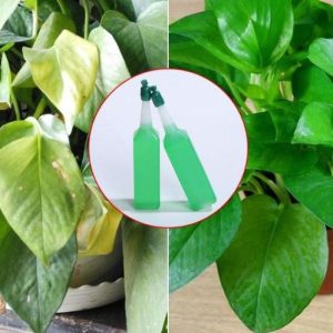 Dung Dịch Thủy Canh Chuyên Dụng Cho tất cả các loại cây thủy sinh