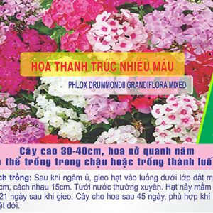 Gói 100 Hạt Giống Hoa Thanh Trúc Nhiều Màu- Nanuseeds