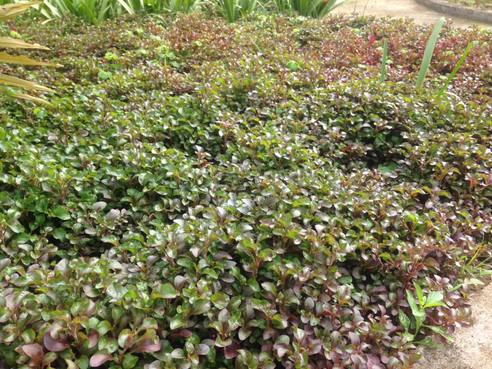 Combo 10 cây giống rau dền Nhật - Cải Xoong Nhật - giống rau bổ dưỡng cực dễ trồng