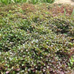 Chậu cây giống rau dền Nhật - cải Xoong Nhât- giống rau bổ dưỡng cực dễ trồng