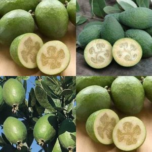 Cây giống ổi dứa New Zealand, ổi có vị dứa thơm ngon dễ trồng - Feijoa