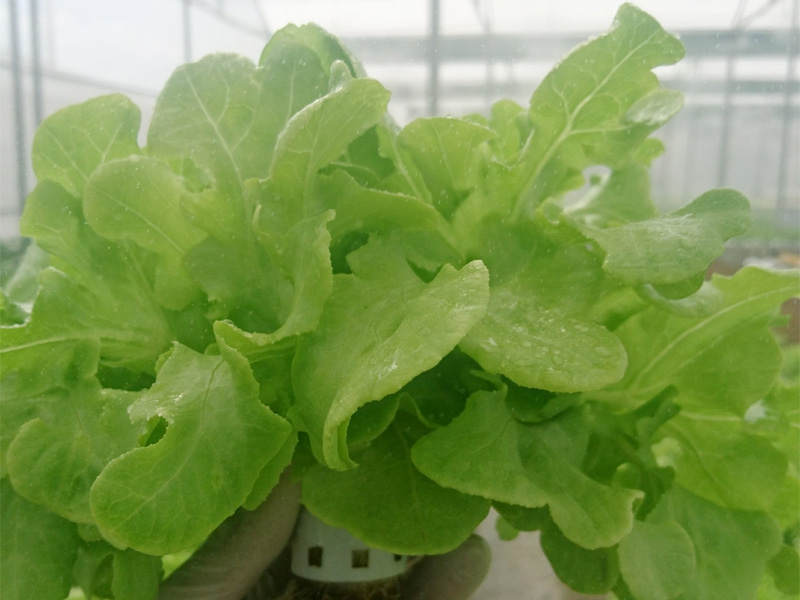 Gói 4GR hạt giống Xà Lách Sồi Xanh Okaleaf